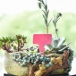植物標(biāo)簽/加厚T型塑料標(biāo)簽牌 園藝標(biāo)簽 插地花卉牌 多肉花卉標(biāo)簽